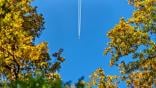 airplane over trees